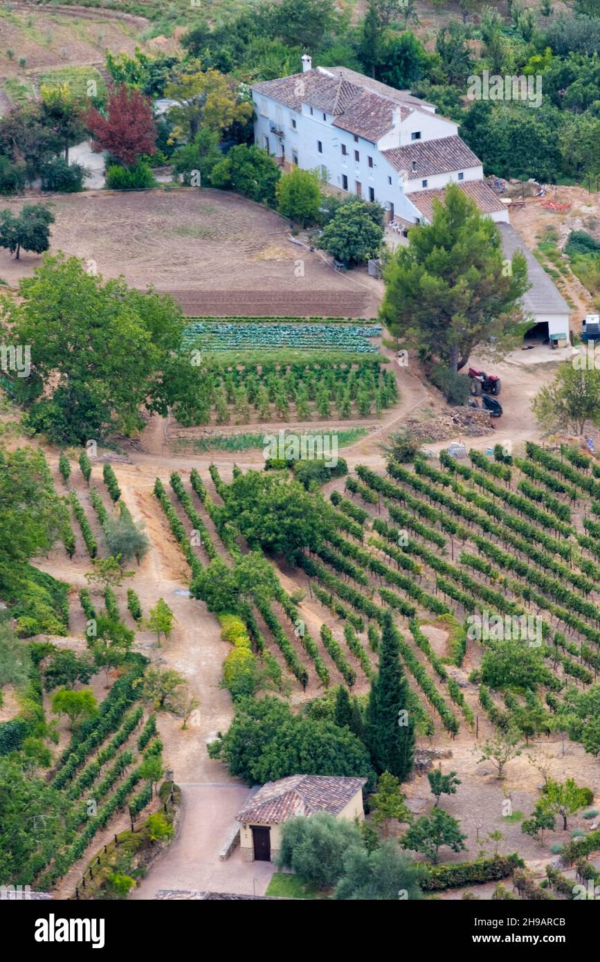 Olivenbauernhof in den Bergen, Ronda, Provinz Málaga, Autonome Gemeinschaft Andalusien, Spanien Stockfoto