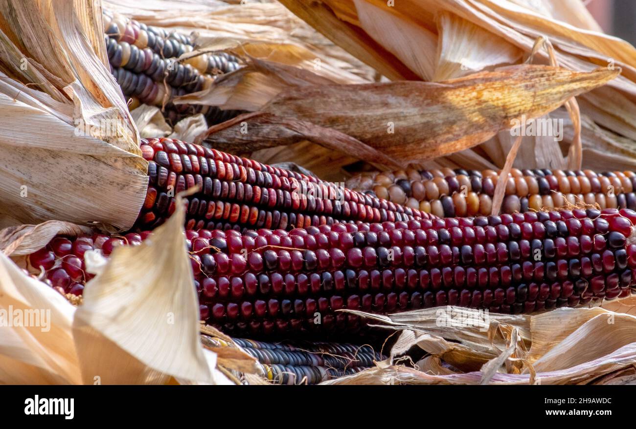 Farbenprächtiger indischer Mais ist an einem Farmstand zu sehen, der an halloween zur Dekoration und Danksagerei zur Verfügung steht Stockfoto