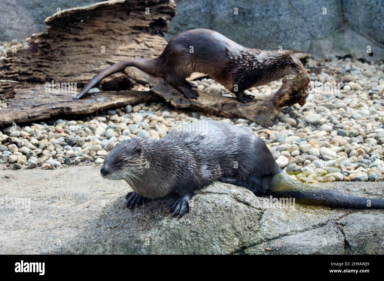 Ein paar verspielte Otter entspannen sich an einem Flussufer in Nordamerika Stockfoto