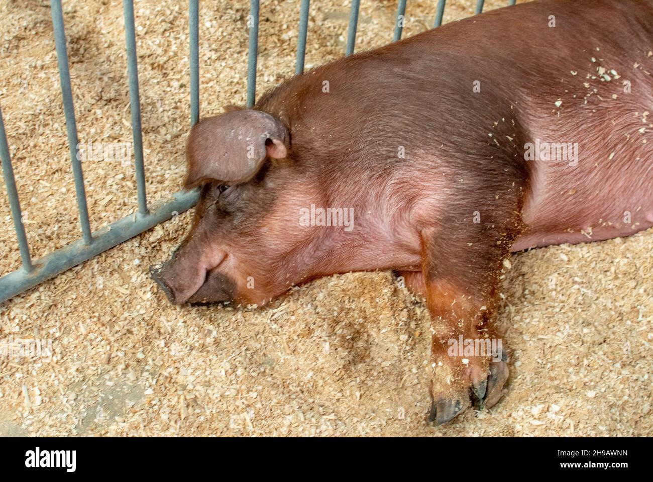 Ein großes Schwein auf der 4-Stunden-Messe, liegt mit einem ruhigen Lächeln in seiner Feder Stockfoto