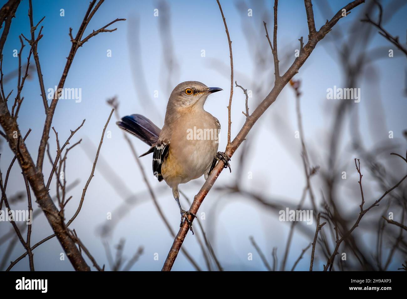 Nördlicher Mockingbird - Mimus polyglottos - thront im Winter auf einem Zweig. Stockfoto