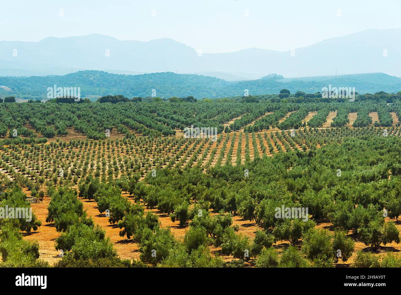 Olivenbauernhof, Autonome Gemeinschaft Andalusien, Spanien Stockfoto