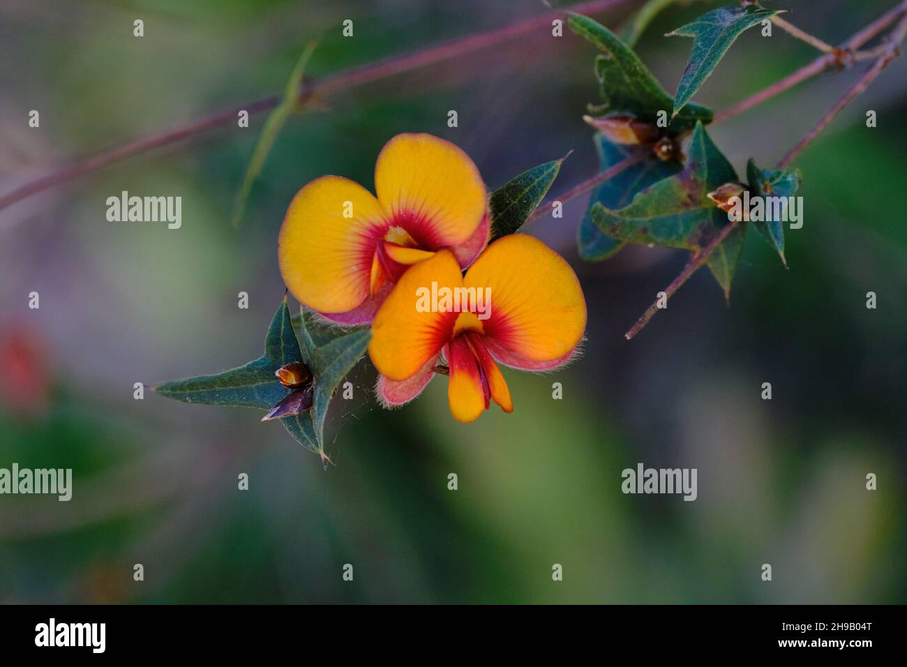 Gewöhnliche Flache Erbsenblumen Stockfoto