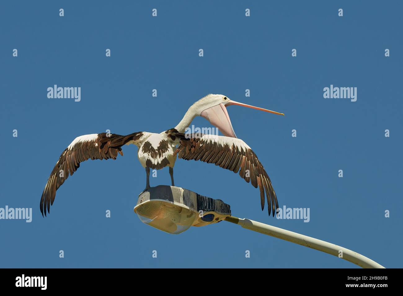 Einen Standpunkt ausdrücken Stockfoto