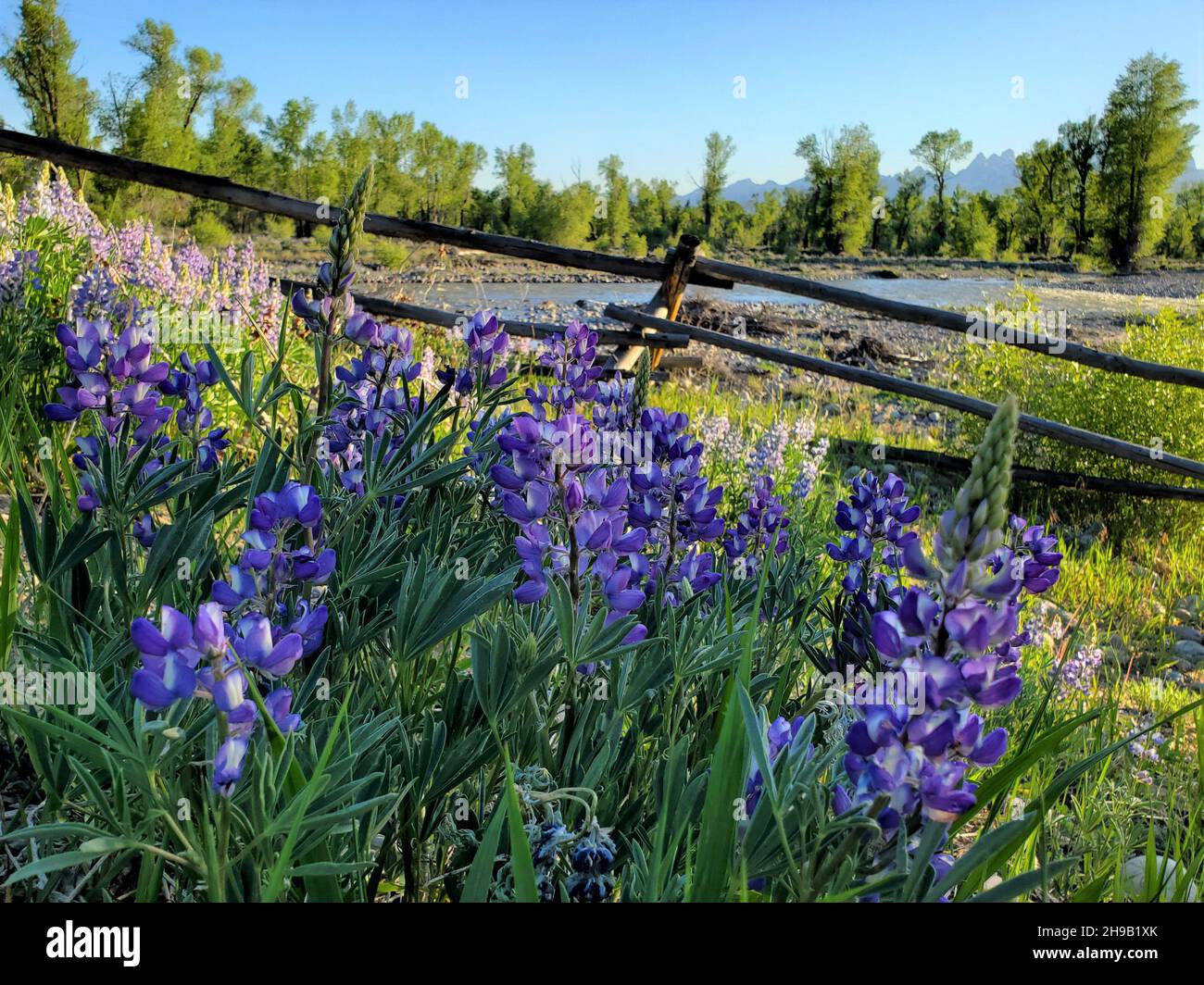 Wilde lila Lupine wächst entlang Spread Creek im Grand Teton National Park, Wyoming. Hinter den Wildblumen und dem von Bäumen gesäumten Spread Creek befindet sich ein Zaun Stockfoto