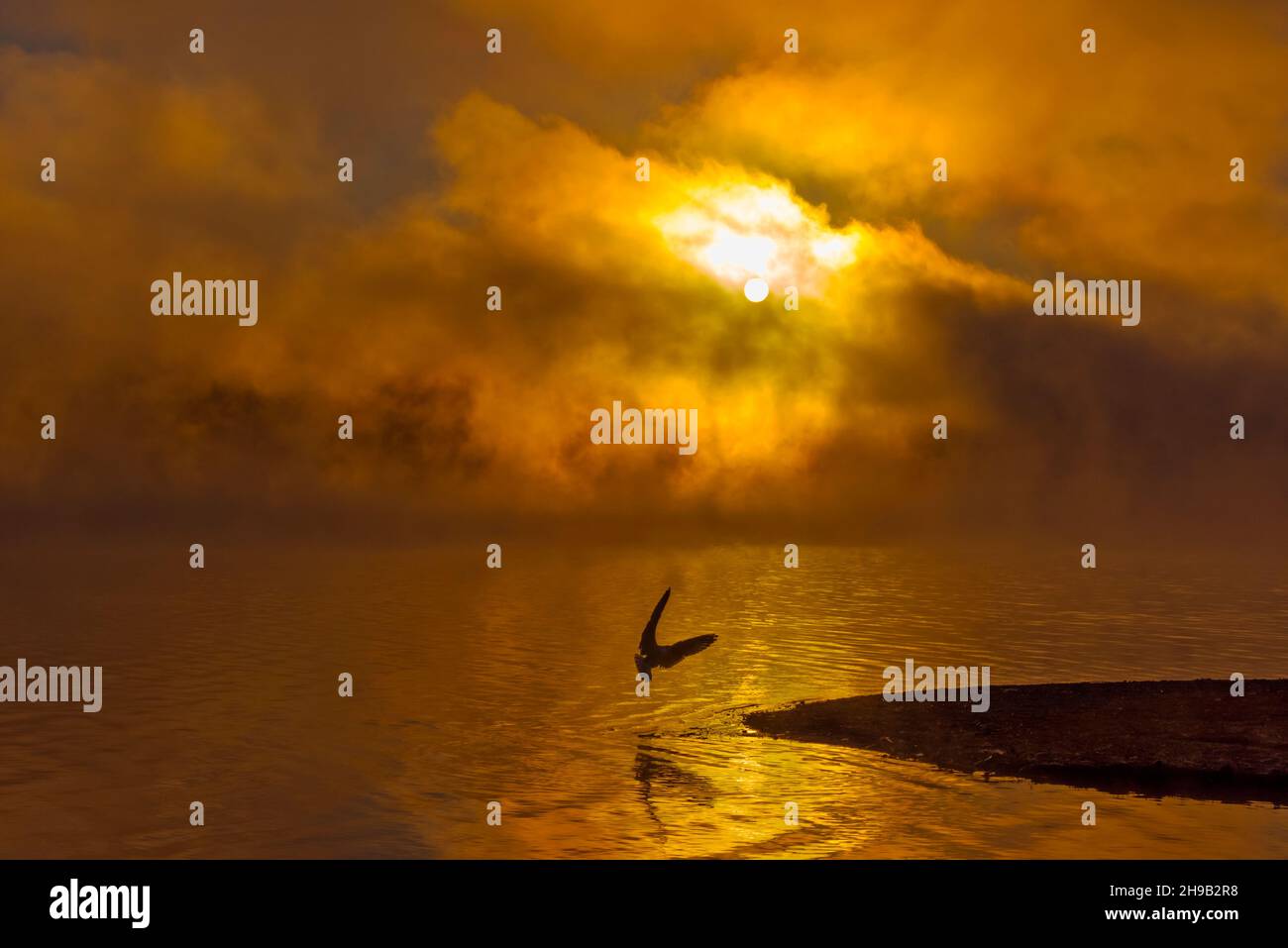 Spiegelung der Wolken im Lake Sammamish bei Sonnenaufgang, Redmond, Washington State, USA Stockfoto