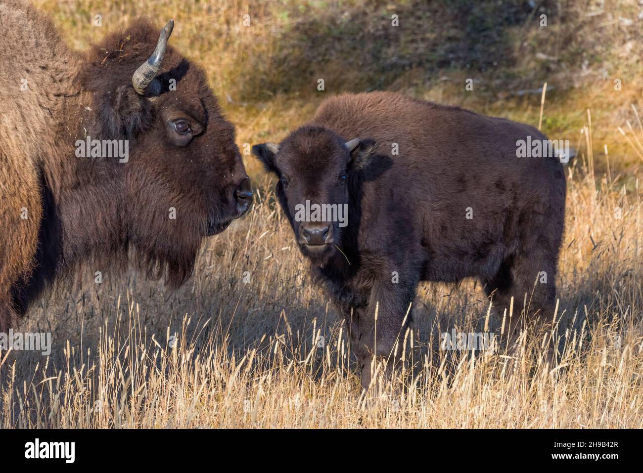 Bison, Mutter mit Kalb, Yellowstone-Nationalpark, Wyoming State, USA Stockfoto