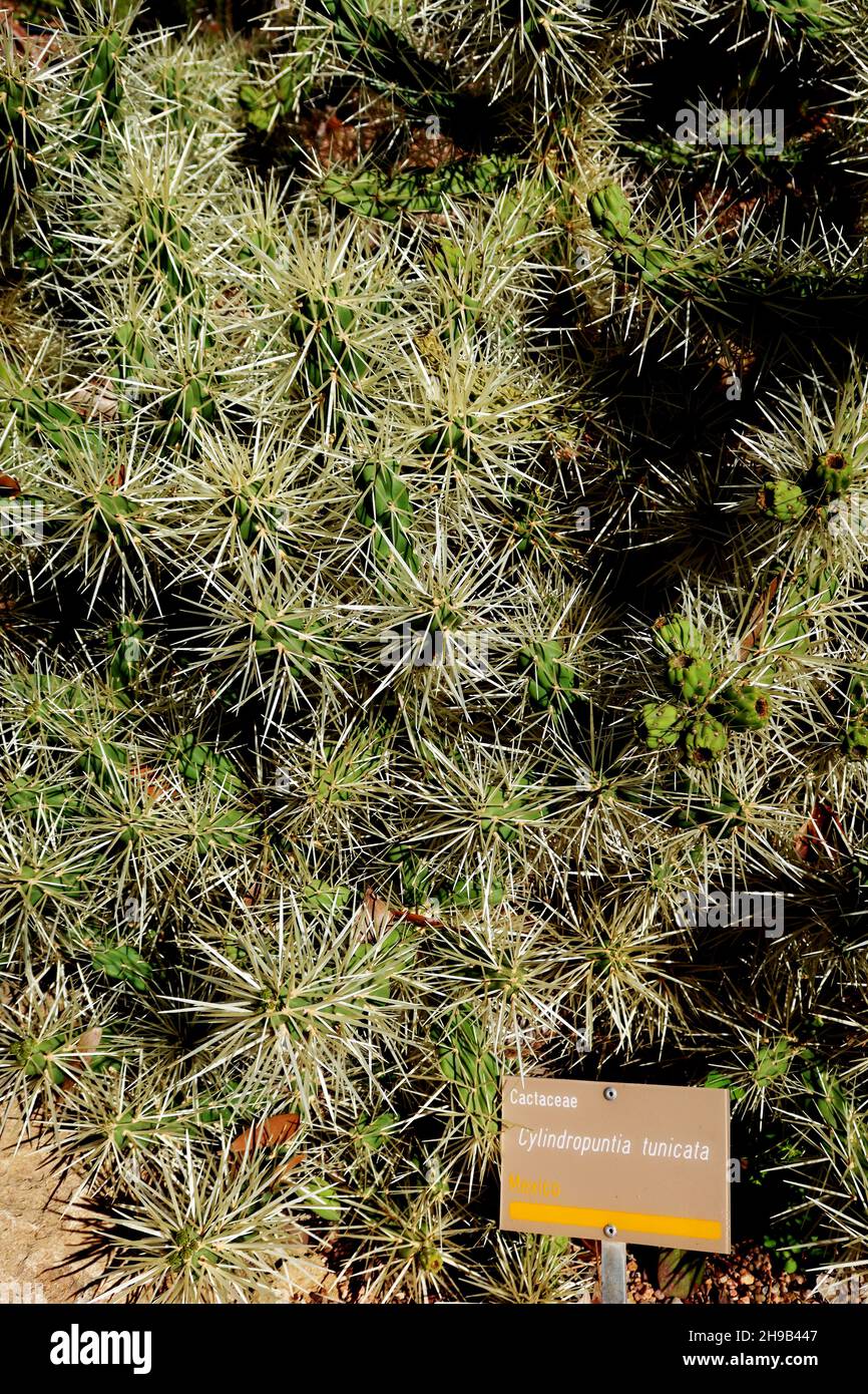 Ein stacheliger Kaktus, der als Cylindropuntia tunicata im Botanischen Garten in Adelaide, Australien, bekannt ist Stockfoto