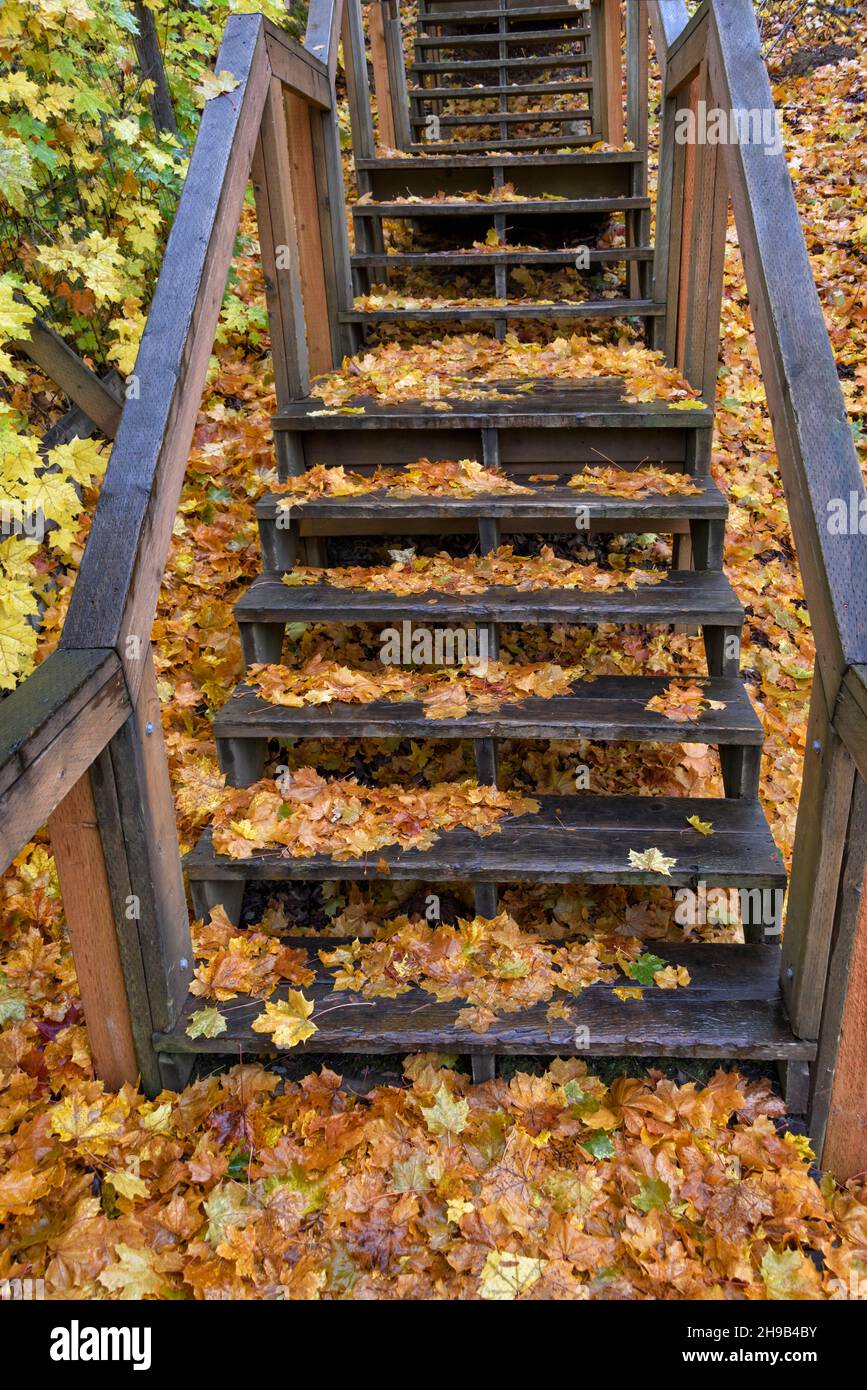 Herbstblätter fielen auf die Treppe, Wallace, Idaho State, USA Stockfoto