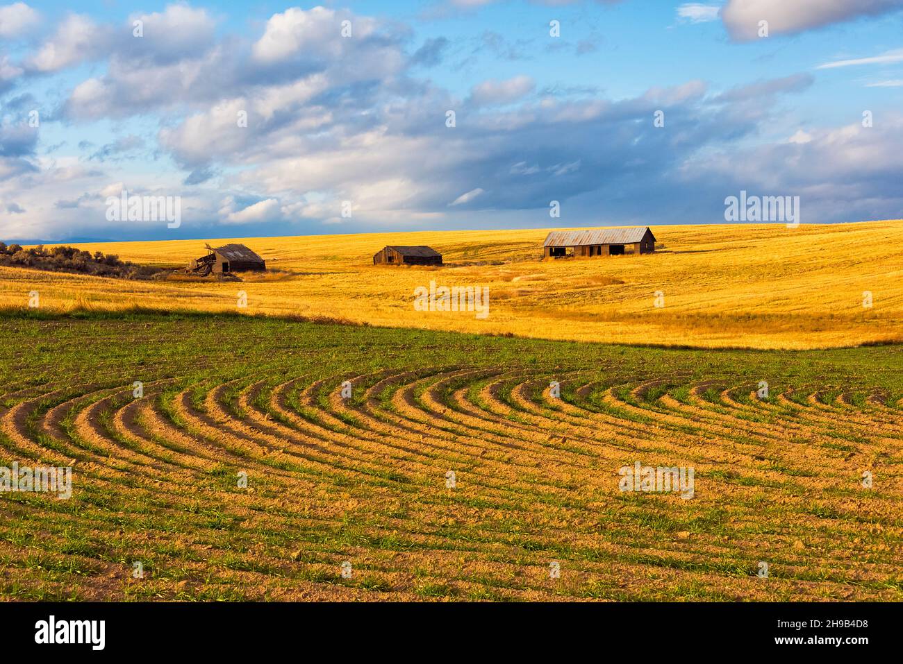 Geerntete Spuren auf dem Weizenfeld im Osten von Washington, USA Stockfoto