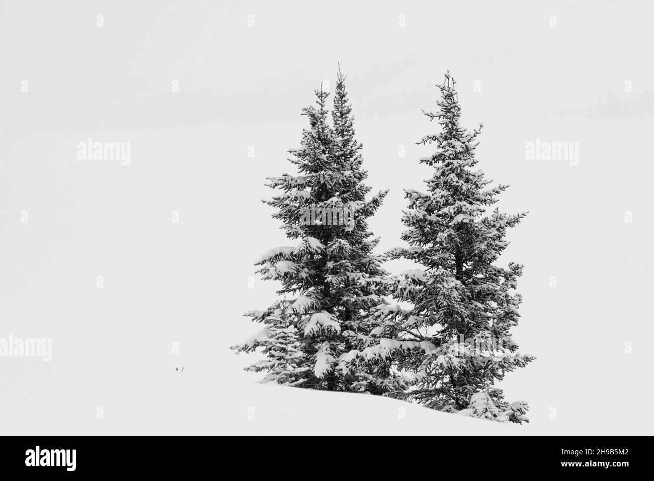 Bäume und schneebedeckte Berge, Banff National Park, Alberta, Kanada Stockfoto