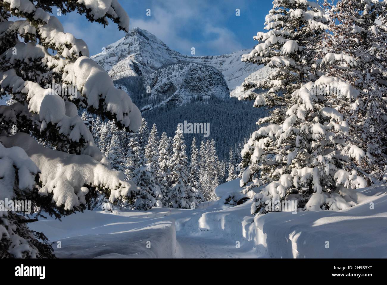 Schneebedeckte Berge und Wälder, Lake Louise, Banff National Park, Alberta, Kanada Stockfoto