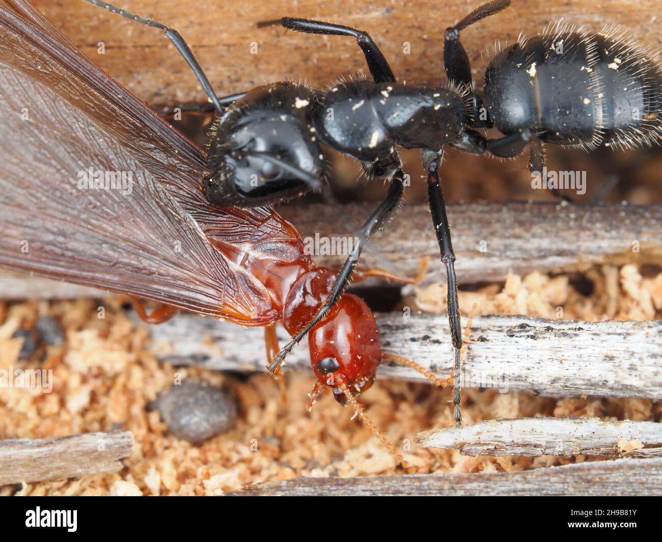 Zimmermannsdampf kämpft gegen eine feuchte Termite Stockfoto