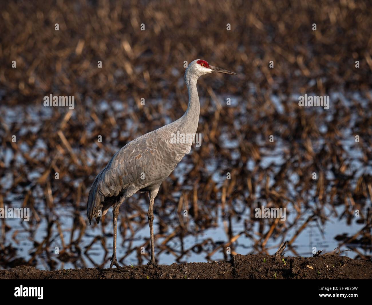 Sandhill Crane in Staten Island Preserve, Kalifornien Stockfoto