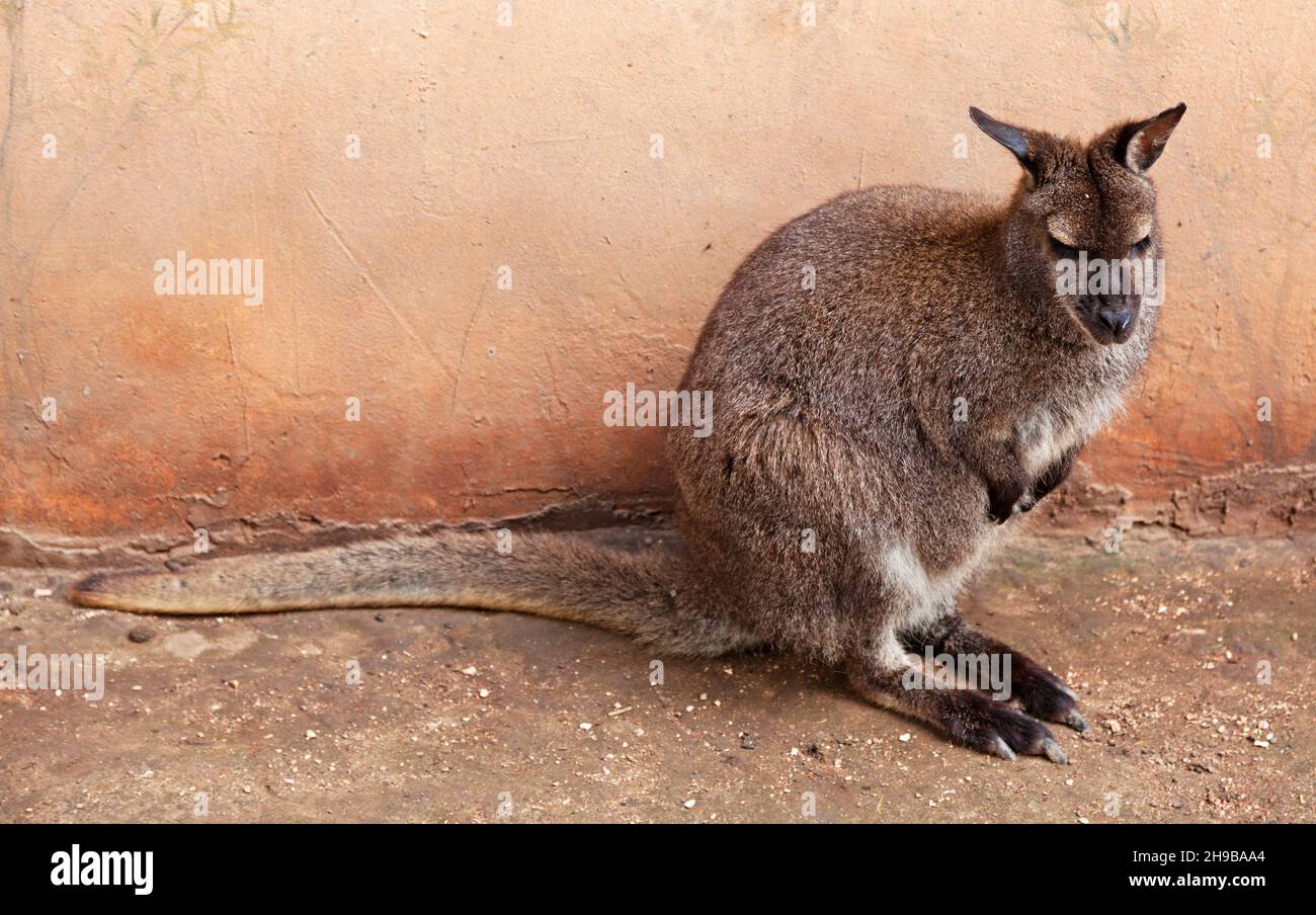 Budapest, Ungarn - 27. Mai 2019: Kleines Kängurukub durch orangefarbene Wand Stockfoto