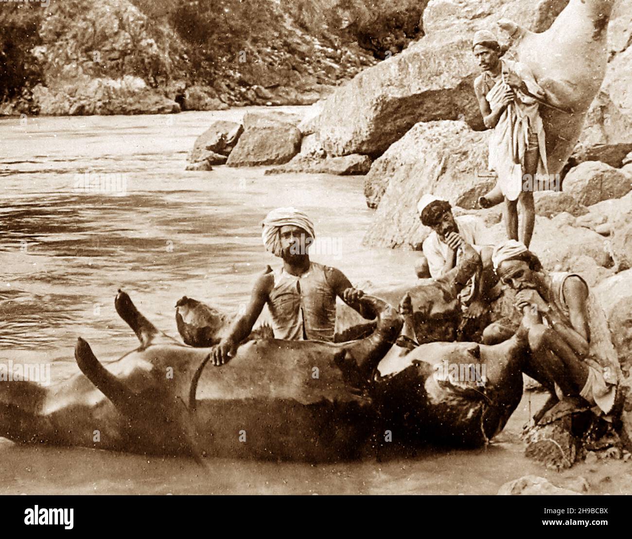 Aufblasen einer toten Kuh, um einen Fluss zu überqueren, Indien, Anfang 1900s Stockfoto