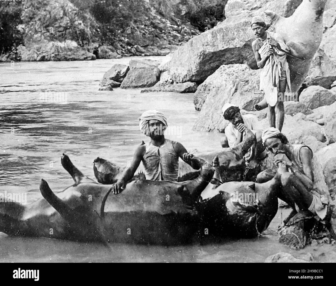 Aufblasen einer toten Kuh, um einen Fluss zu überqueren, Indien, Anfang 1900s Stockfoto