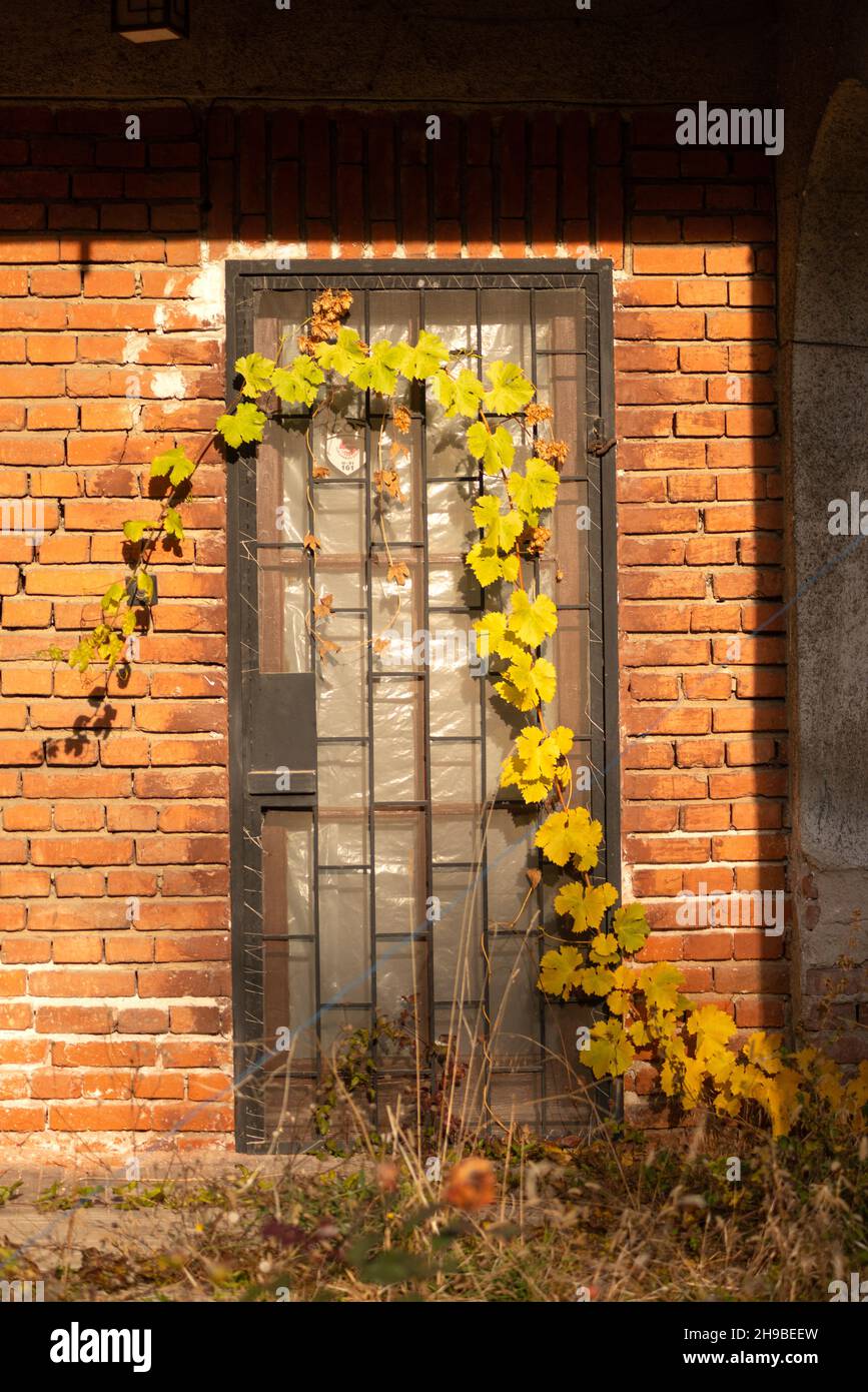 Verlassen, Haus, Haus, Haustür, Weinblätter krabbeln, von der Natur überholt, Kletterpflanze, vernachlässigt, vergessen, verlassen, Konzept, verloren, verloren Stockfoto