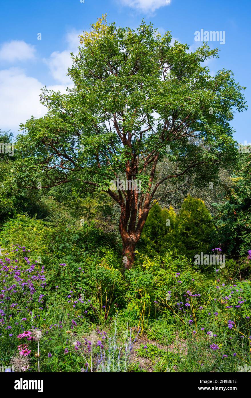 Papierbark Ahornbaum (Acer griseum) im Herbst im Sensory Garden in Highdown Gardens, West Sussex, England, Großbritannien. Stockfoto