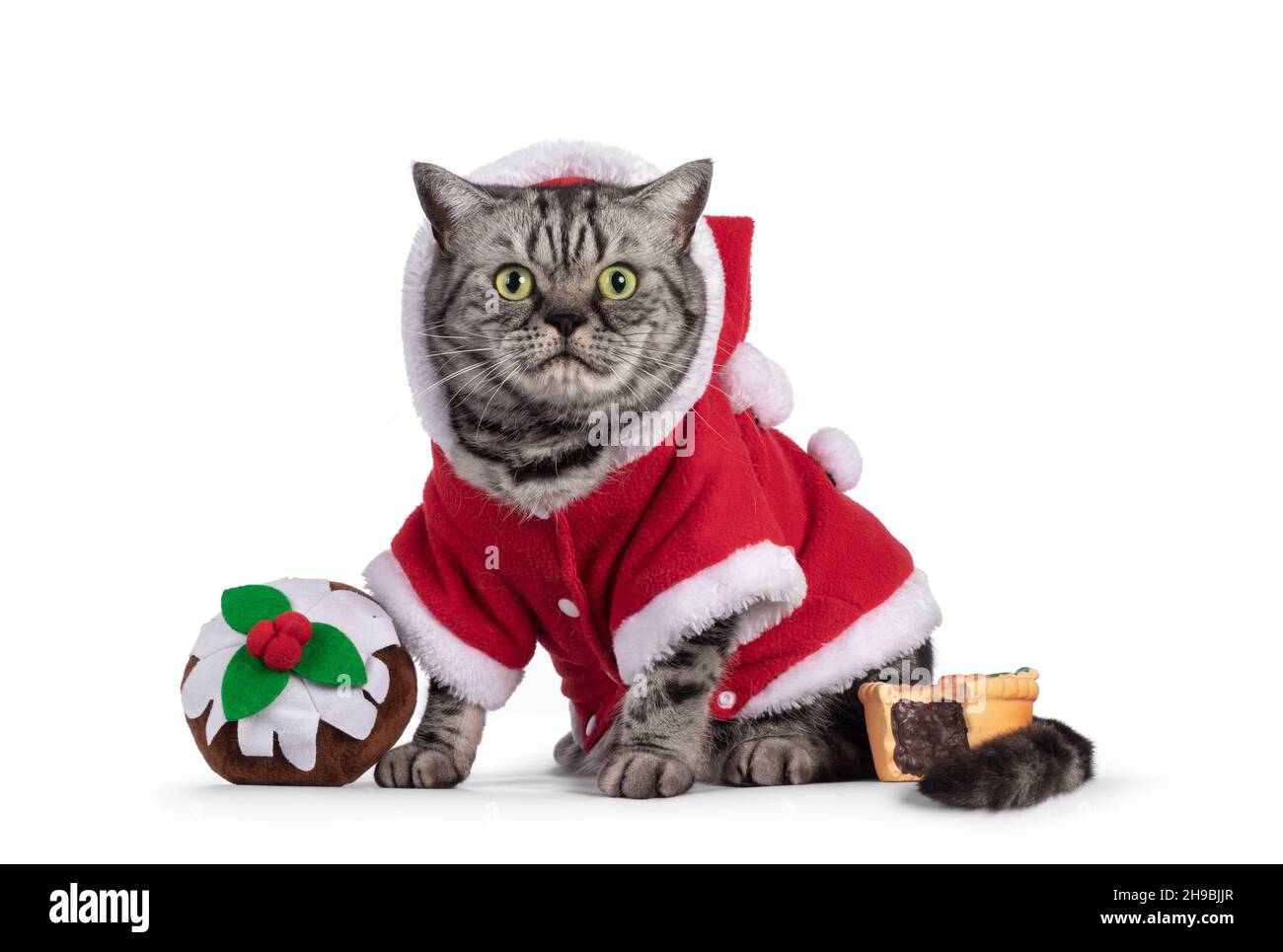 Erwachsene britische Kurzhaar-Katze, sitzend auf Seitenwege tragen rote weihnachtsmann Jacke zwischen Weihnachten süß geformten Spielzeug. Blick direkt auf die Kamera mit Roun Stockfoto