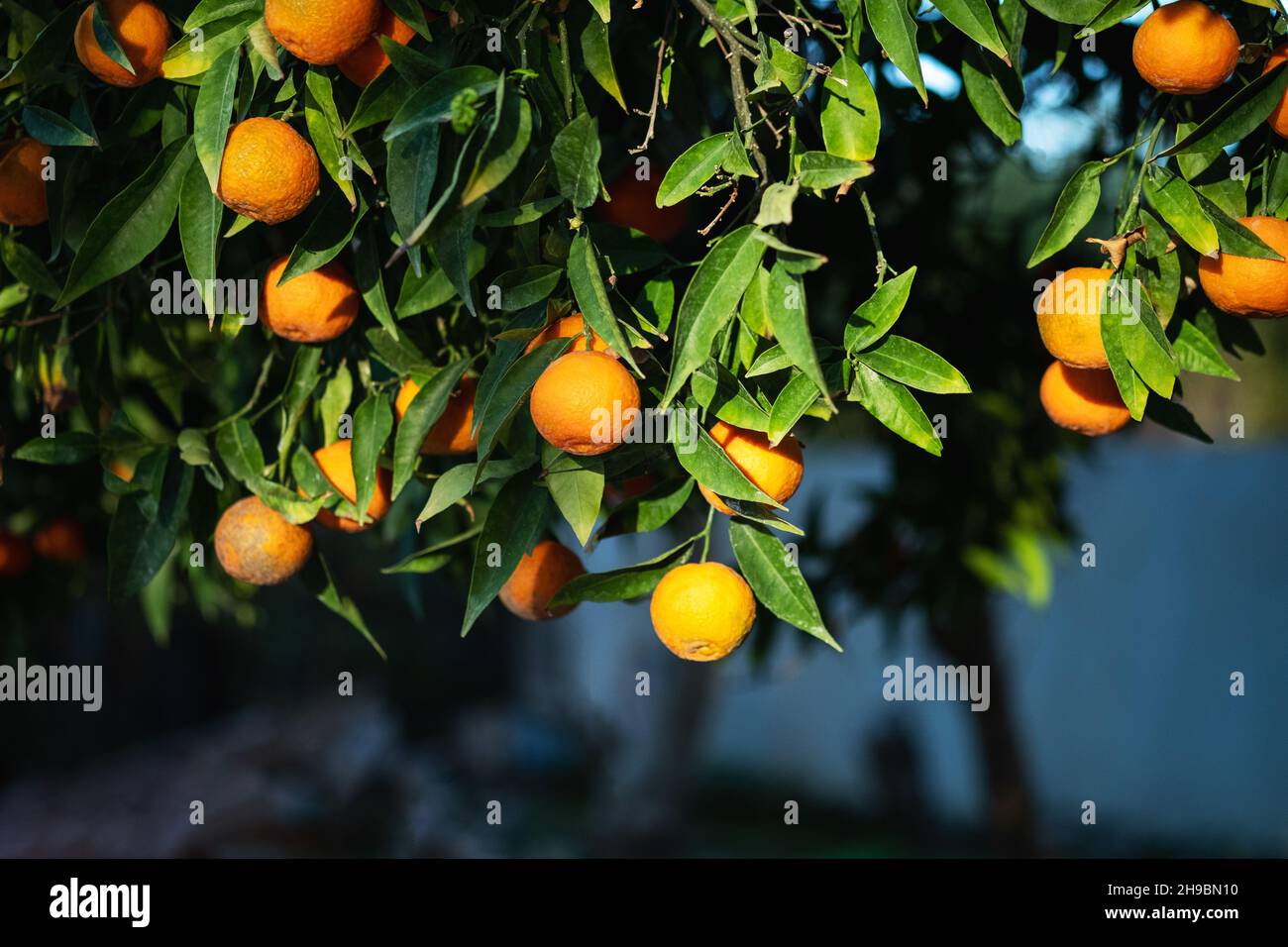 Nahaufnahme von reifen Mandarinen am Baum. Sonnenschein . Stockfoto