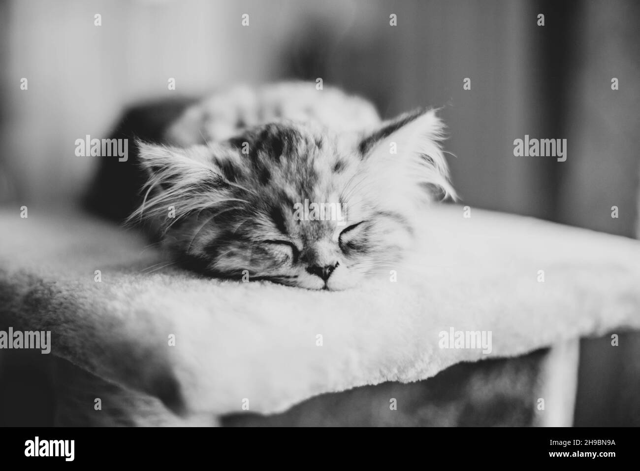 Niedliches persisches Kätzchen schläft zu Hause auf dem Sofa Stockfoto