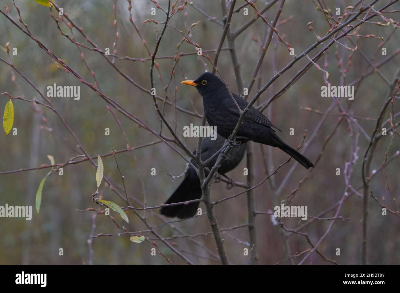 Blackbird (Turdus merula) auf einem Zweig, Spanien Stockfoto