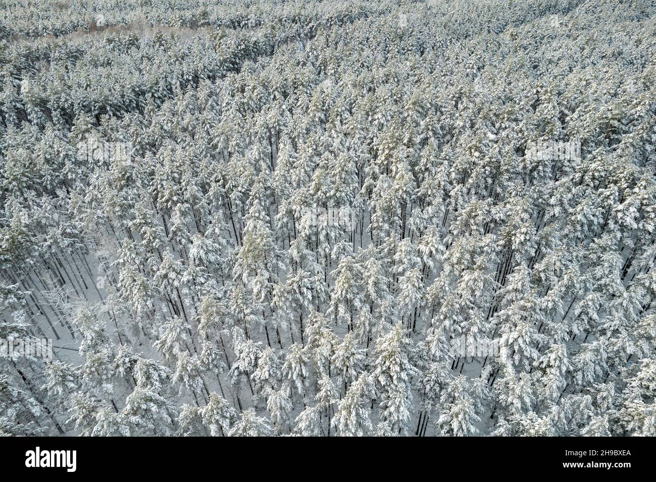 Luftaufnahme von frostigen weißen Kiefernwäldern und Birkenwäldern, die mit Reif und Schnee bedeckt sind. Drohnenfoto von hohen Bäumen in Bergen im Winter. Weihnachten Thema Hintergrund. Idyllische Landschaft Stockfoto