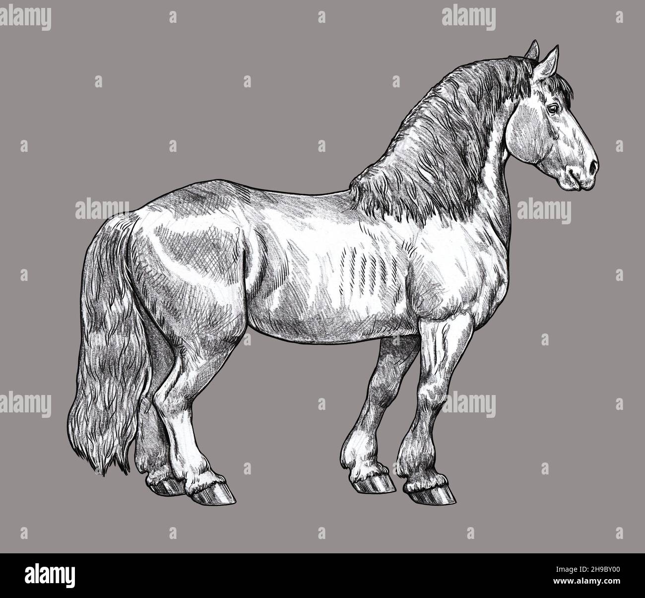 Zeichnung eines Zugpferdes. Bleistiftportrait eines Pferdes. Pferdezeichnung. Stockfoto