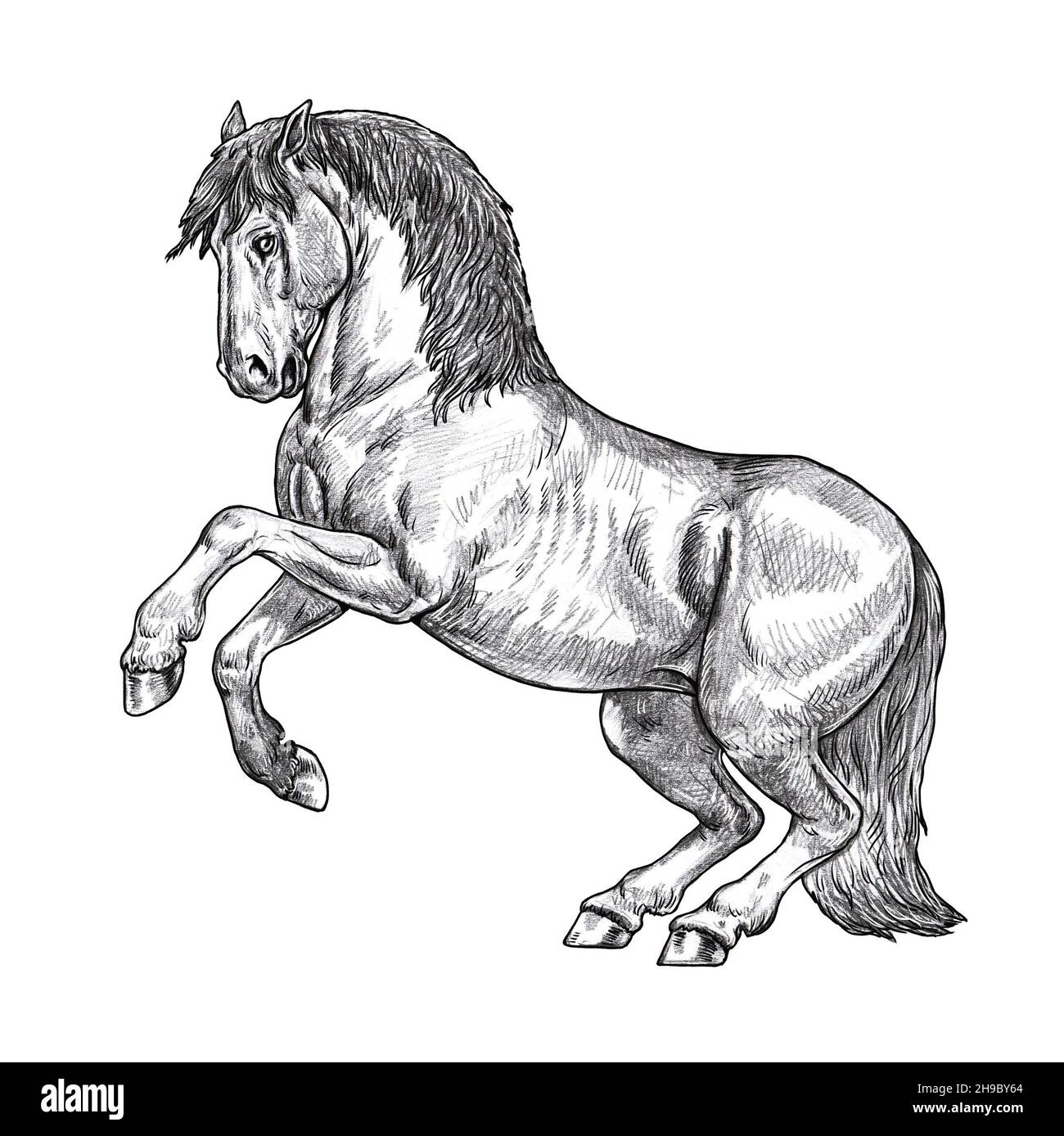 Zeichnung des aufziehenden Pferdes. Bleistiftportrait eines Pferdes. Pferdezeichnung. Stockfoto