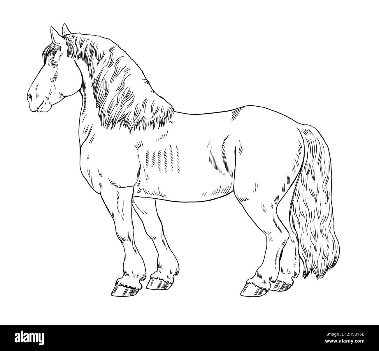 Zeichnung eines Zugpferdes. Malbuch Vorlage mit einem Pferd. Pferdezeichnung. Stockfoto