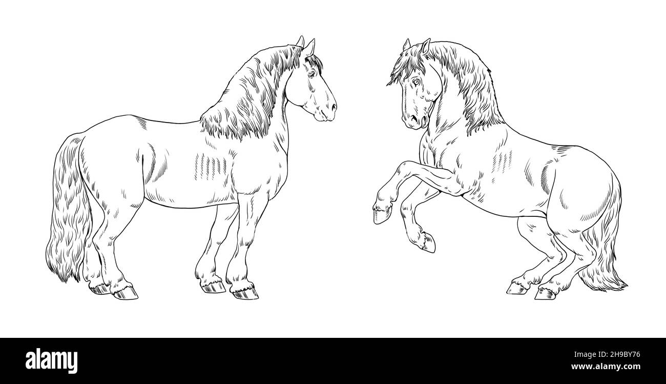 Zeichnung der Zugpferde. Malbuch Vorlage mit einem Pferd. Pferdezeichnung. Stockfoto