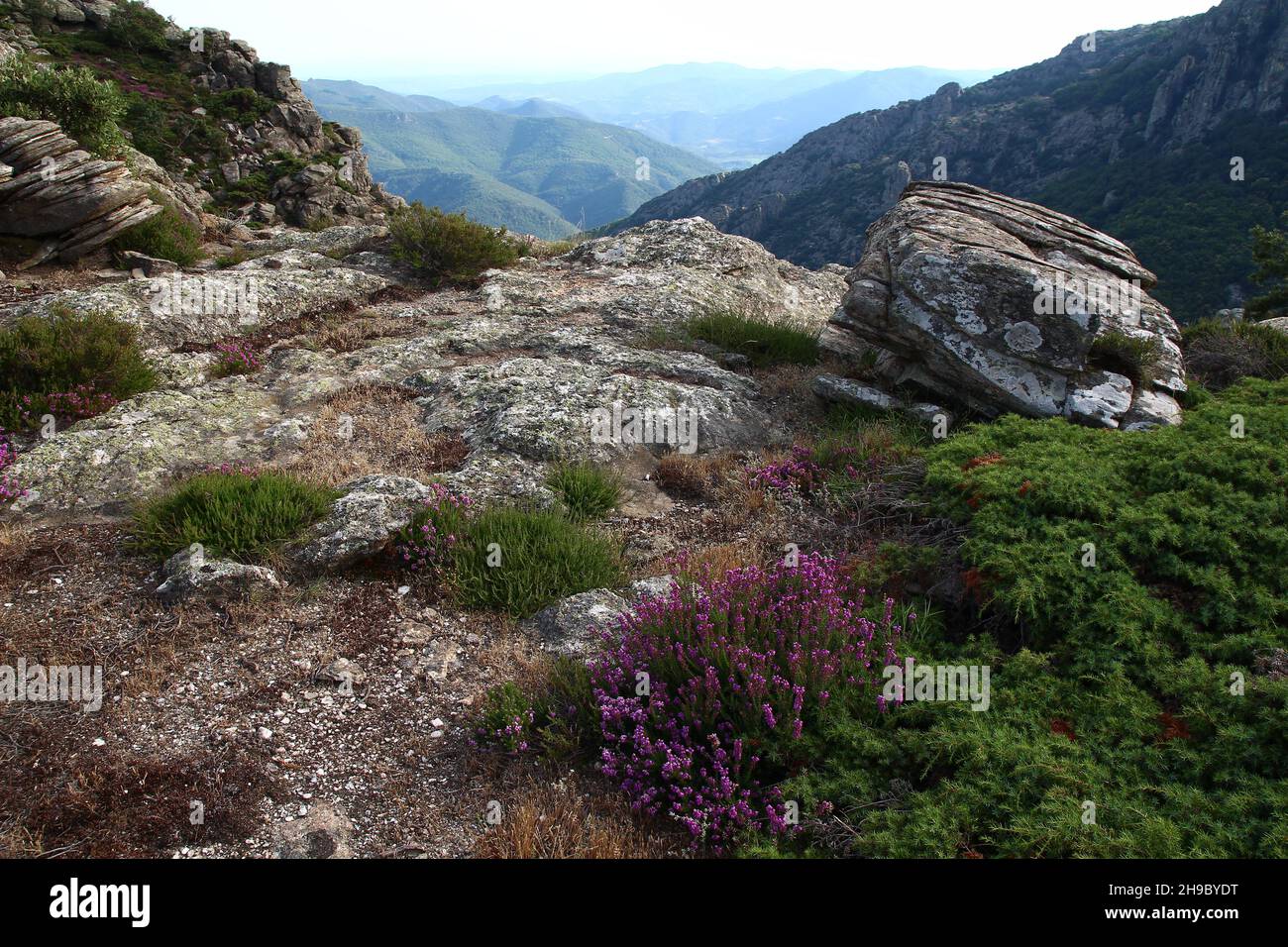 Heide und Felsen hoch auf dem Caroux, in der Nähe der Schluchten von Colombières (Hérault, Haut Languedoc, Frankreich) im Juli. Stockfoto