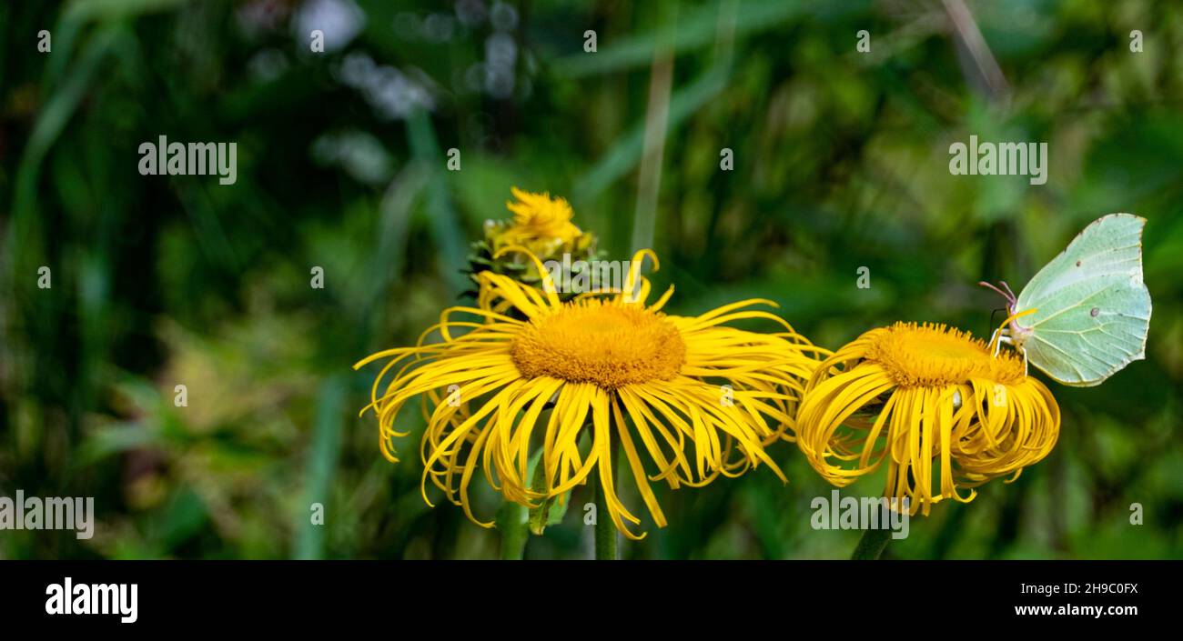 Gelber Schmetterling - gonepteryx rhamni - sammelt Nektar von einer großen gelben Elekampanblüte Stockfoto