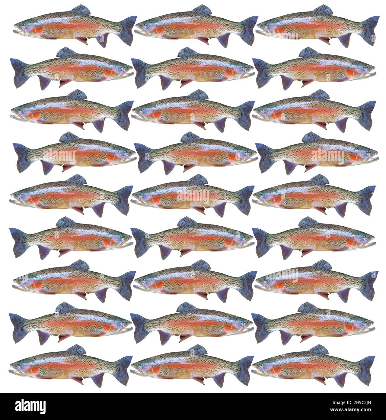 Muster von 27 Forellen fischen in einem sich wiederholenden Muster auf weißem Hintergrund Stockfoto