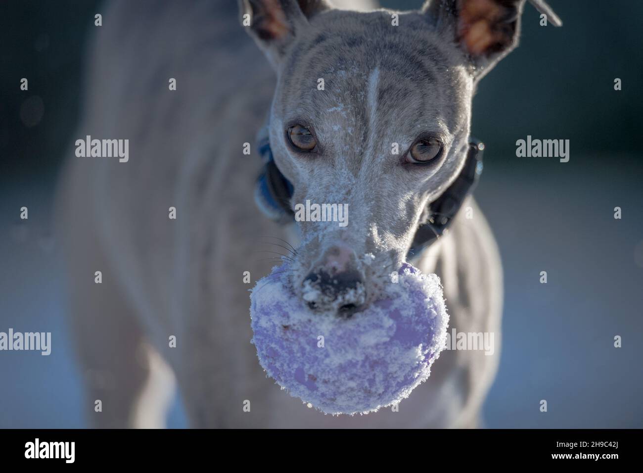 Whippet Hund trainiert im Schnee mit einem Gummiball. Stockfoto