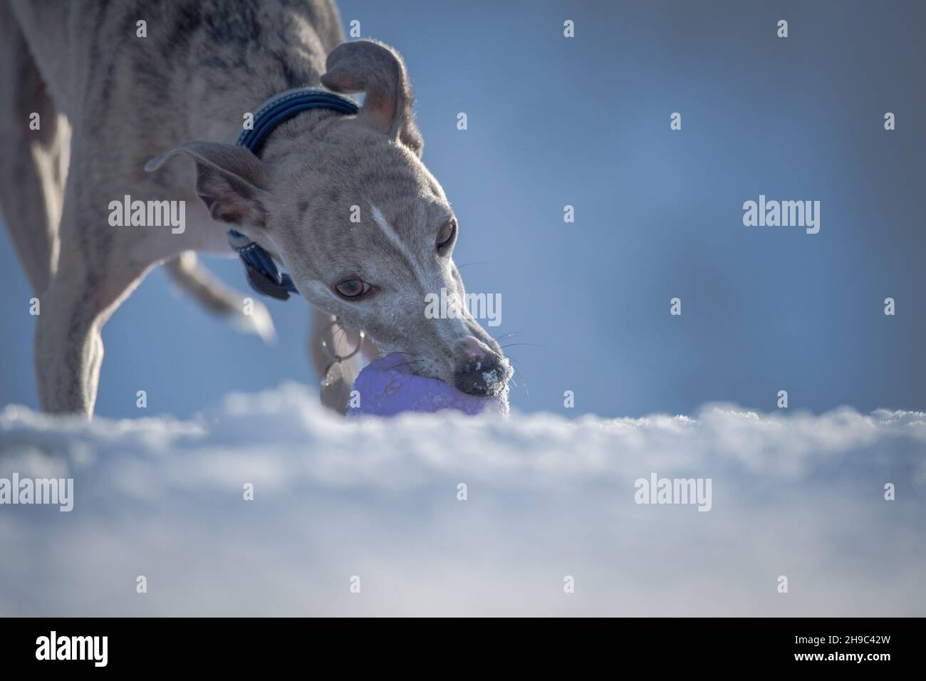Whippet Hund trainiert im Schnee mit einem Gummiball. Stockfoto