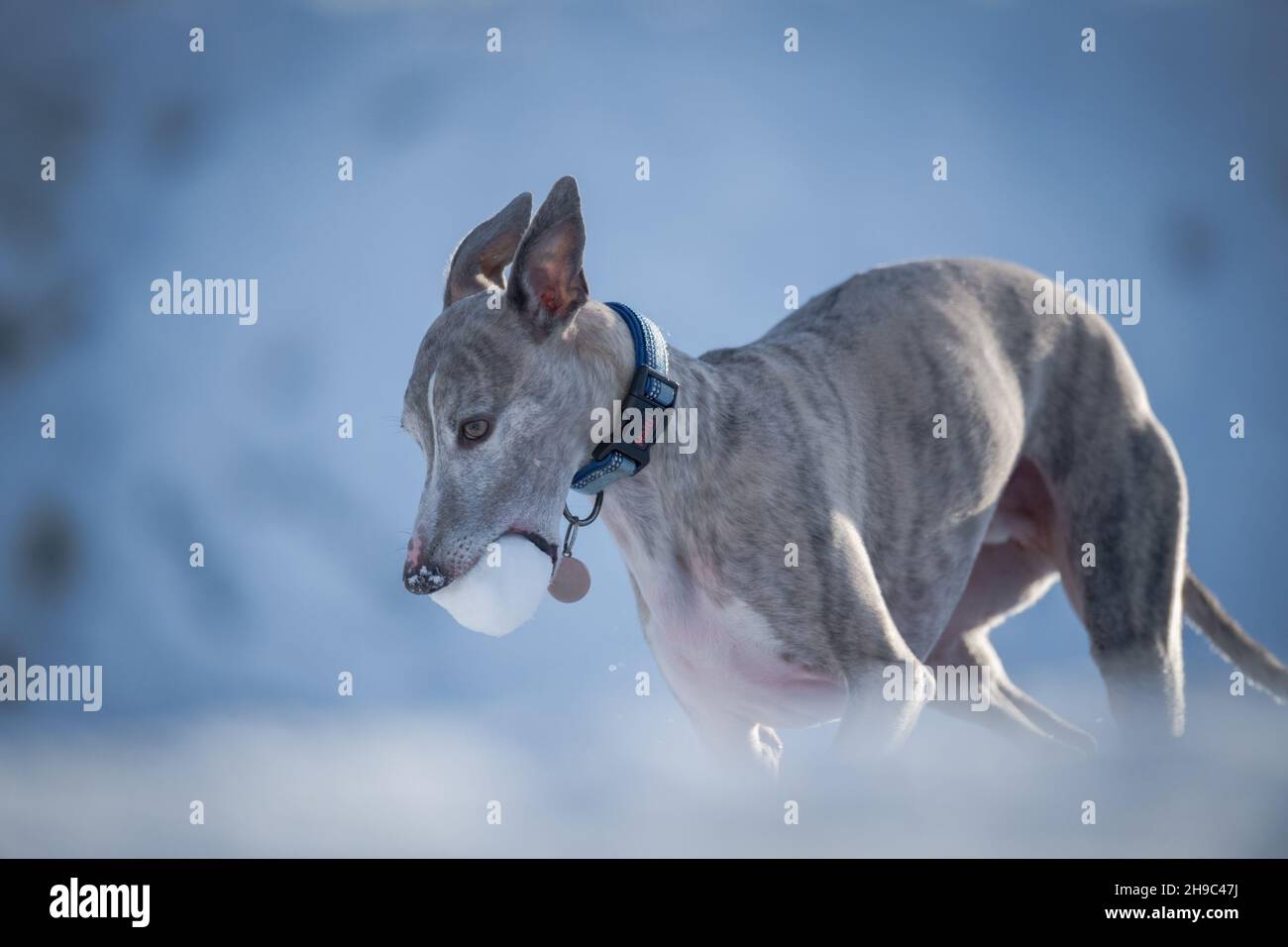 Whippet Hund beim Training im Schnee mit einem Schneeball. Stockfoto
