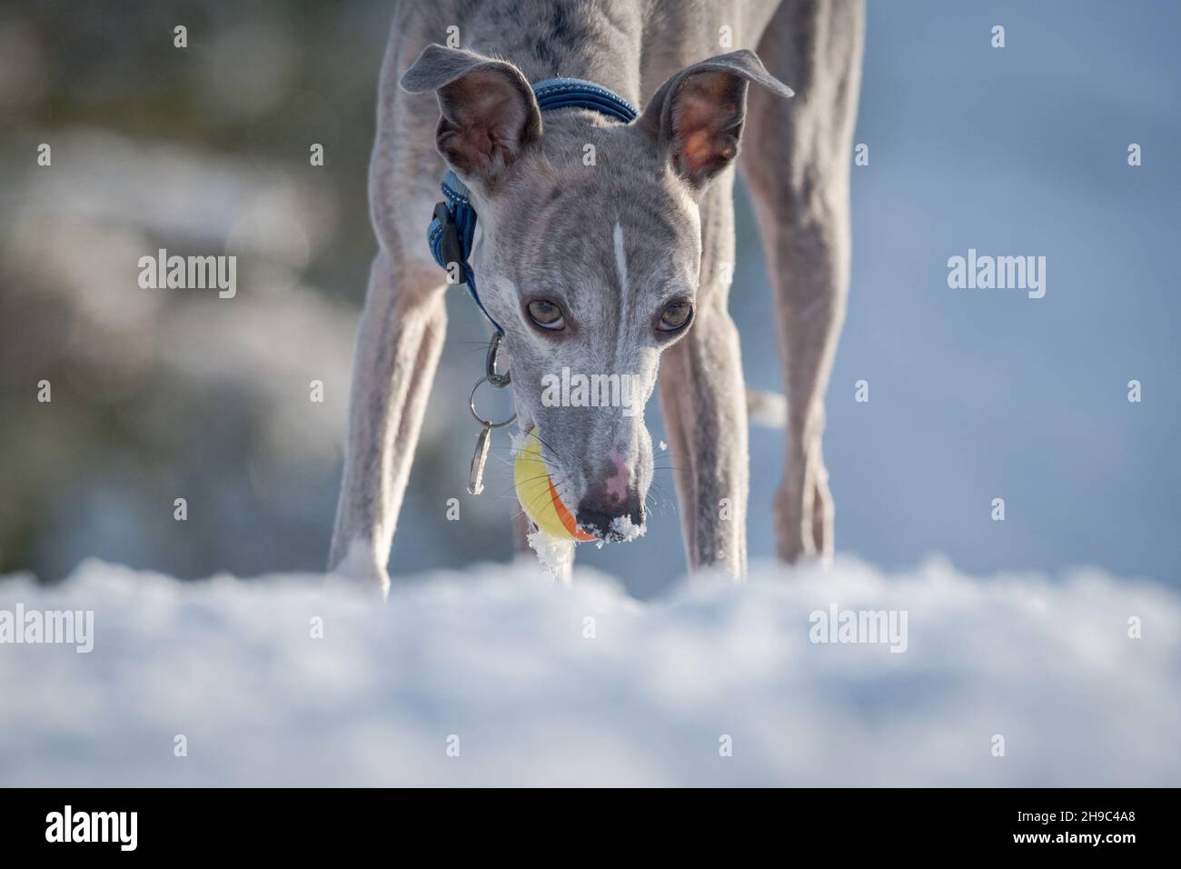 Whippet Hund trainiert im Schnee mit einem Gummiball. Stockfoto