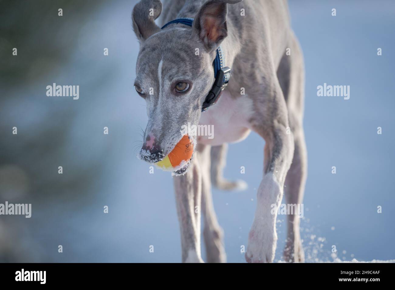 Whippet Hund trainiert im Schnee mit einem Gummiball. Stockfoto