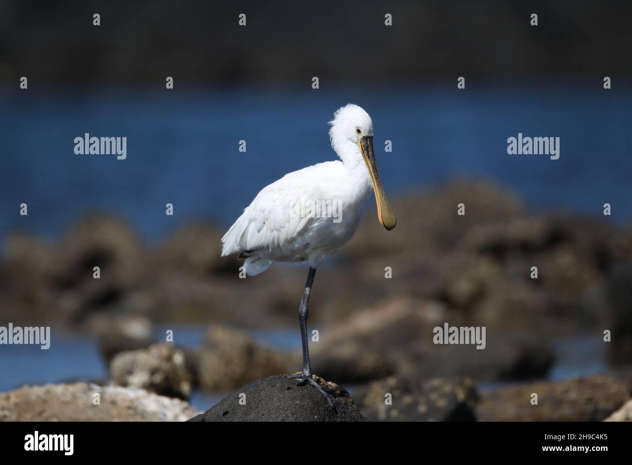 Es gibt eine Reihe von Löffeln auf Lanzarote, wo sie Winter und Migration durch andere Jahreszeiten. Ein großer weißer Wasservögel mit löffelförmigem Schnabel. Stockfoto
