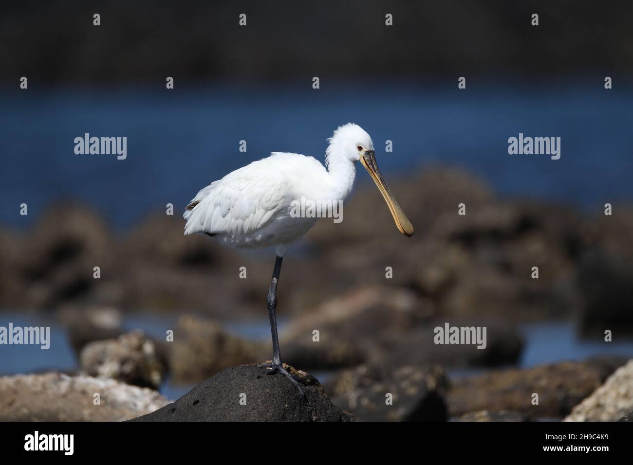 Es gibt eine Reihe von Löffeln auf Lanzarote, wo sie Winter und Migration durch andere Jahreszeiten. Ein großer weißer Wasservögel mit löffelförmigem Schnabel. Stockfoto