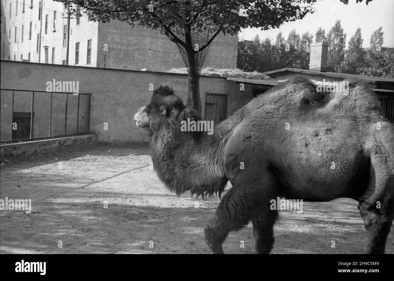 Poznañ, 1947-10. Stare Zoo. Poznañskie Zoo tu¿ po wojnie przejê³o okazy ze zniszczonego podczas walk Zoo we Wroc³awiu, a tak¿e likwidowanego ogrodu w Lesznie. NZ. Baktrian (Camelus bactrianus), wielb³¹d dwugarbny. wb/gr PAP Dok³adny dzieñ wydarzenia nieustalony. Posen, 1947. Okt. Der alte Zoo. Nach WW2 adoptierte der Posener Zoo Tiere aus dem WW2 zerstörten Breslauer Zoo sowie aus dem liquidierten zoologischen Garten in Leszno. Im Bild: Baktrian Kamel (Camelus bactrianus) . wb/gr PAP Stockfoto
