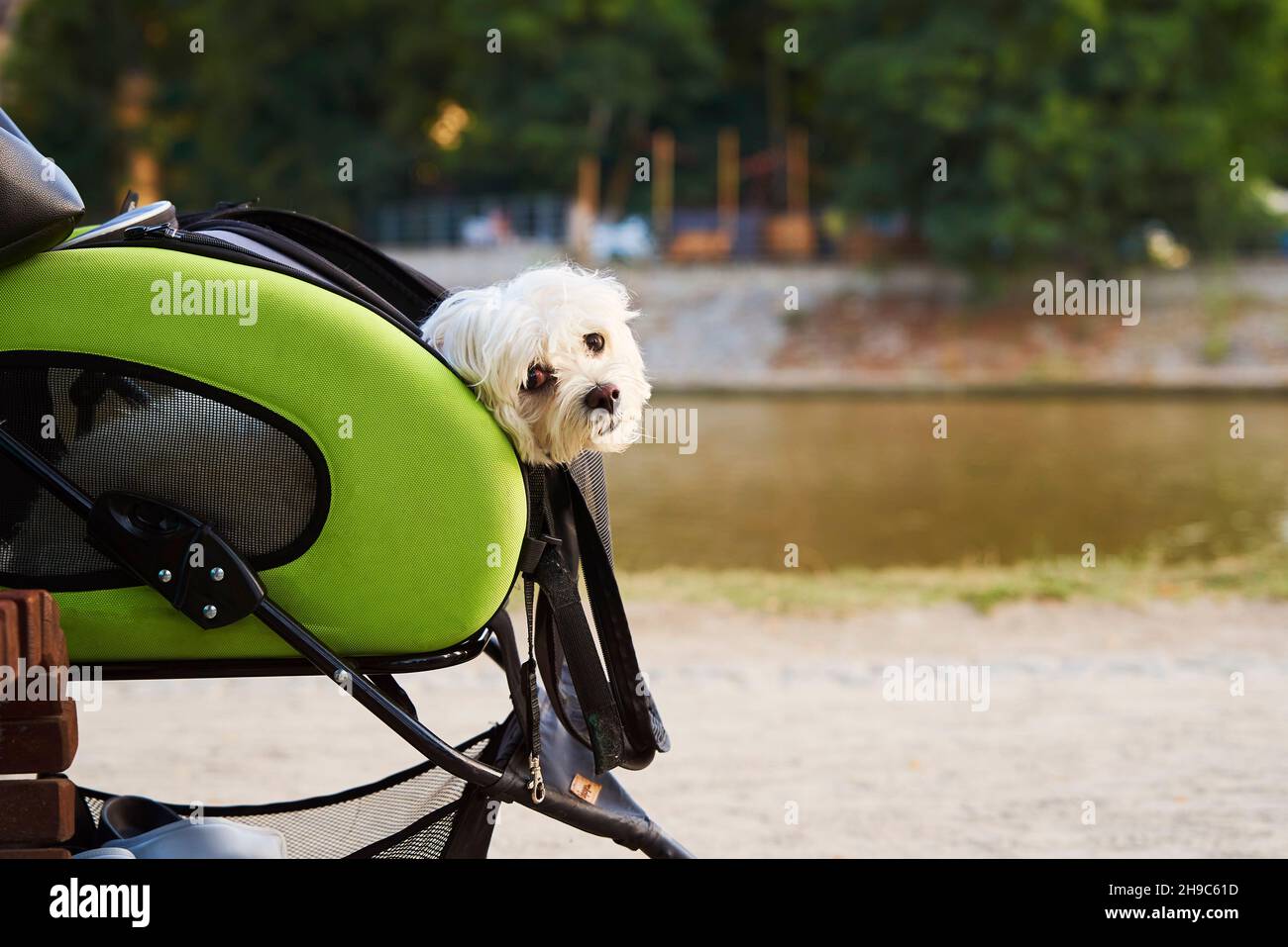Maltese Lapdog lustiges Porträt. Kleiner weißer Hund, der im Kinderwagen sitzt, während er im Straßenpark spazierengeht Stockfoto