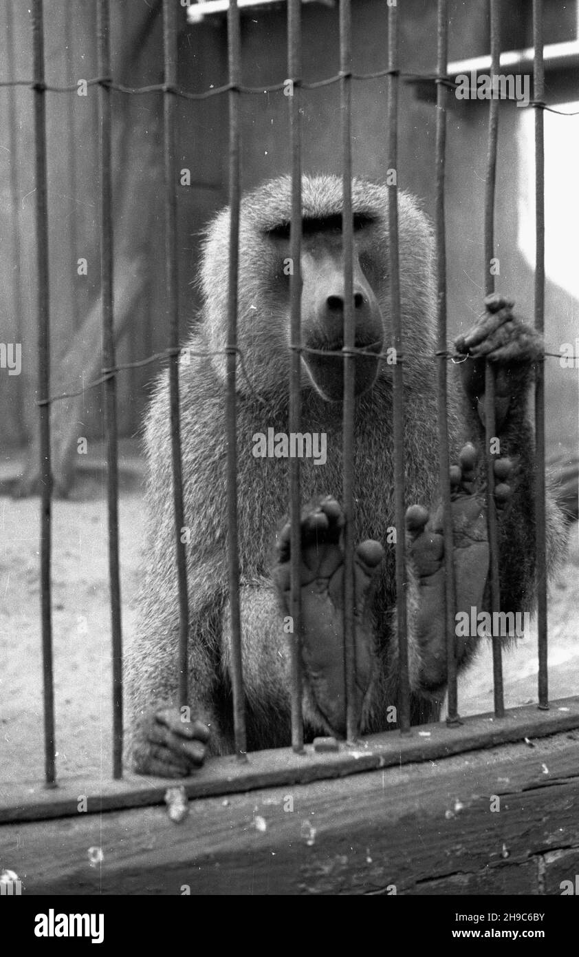 Poznañ, 1947-10. Stare Zoo. Poznañskie Zoo tu¿ po wojnie przejê³o okazy ze zniszczonego podczas walk Zoo we Wroc³awiu, a tak¿e likwidowanego ogrodu w Lesznie. NZ. Pawian. wb/gr PAP Dok³adny dzieñ wydarzenia nieustalony. Posen, 1947. Okt. Der alte Zoo. Nach WW2 adoptierte der Posener Zoo Tiere aus dem WW2 zerstörten Breslauer Zoo sowie aus dem liquidierten zoologischen Garten in Leszno. Abgebildet: Ein Pavian. wb/gr PAP Stockfoto