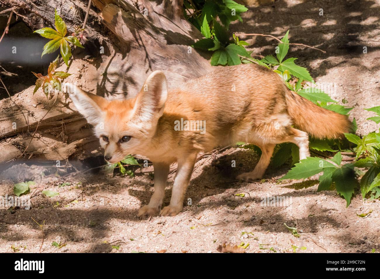 Fennec-Fuchs oder Wüstenfuchs, niedlicher kleiner Fuchs im Zoo Stockfoto