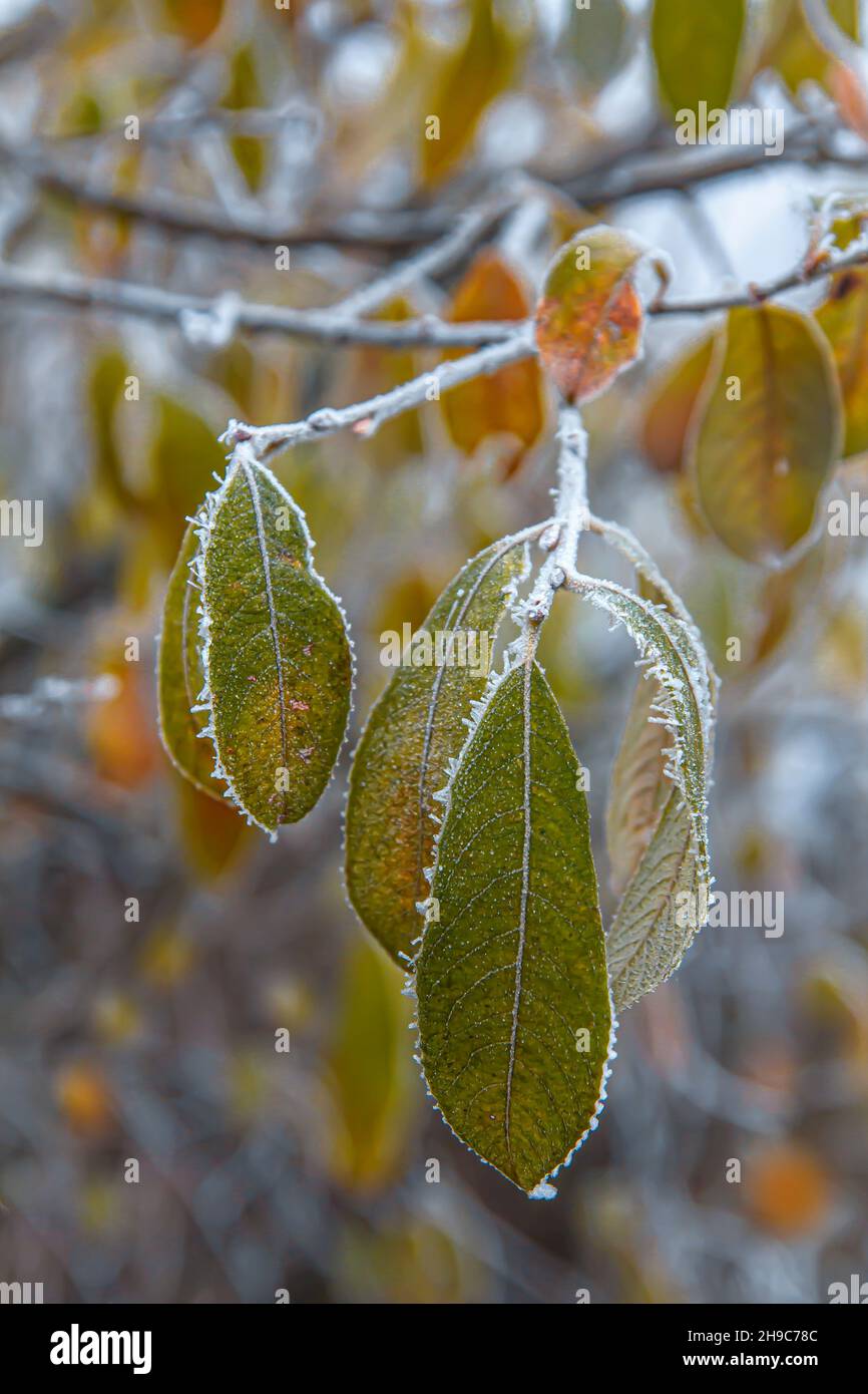 Die welkenden Blätter auf dem Weidenzweig sind in den ersten Herbstfrösten mit Reif bedeckt Stockfoto