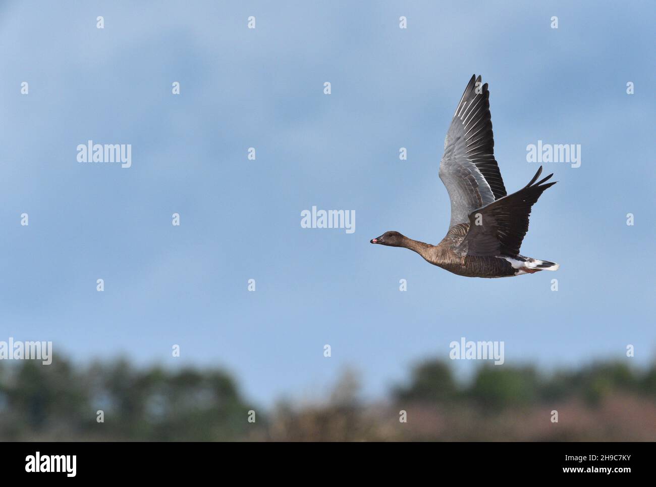 Pink-footed Goose - Anser brachyrhynchus Stockfoto