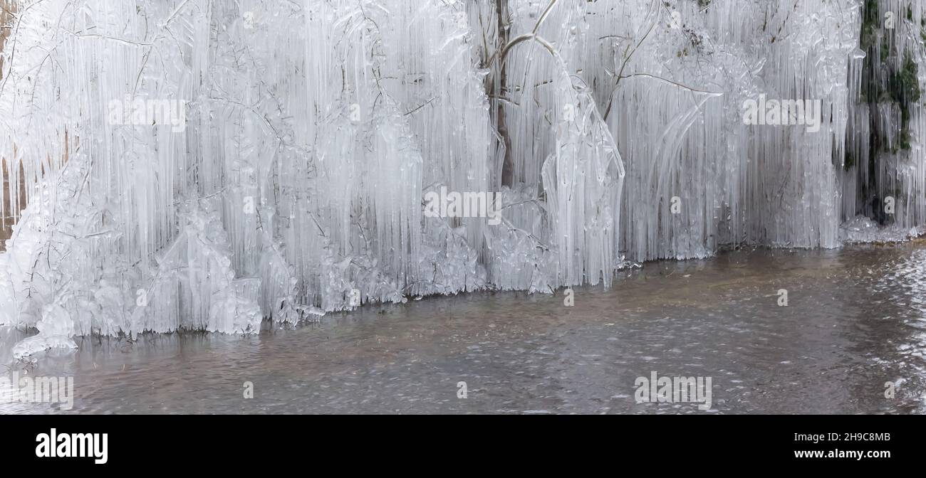 Viele schöne Eiszapfen hängen von Bäumen in Norfolk England. Wintersaison eiskalte Bäume Stockfoto