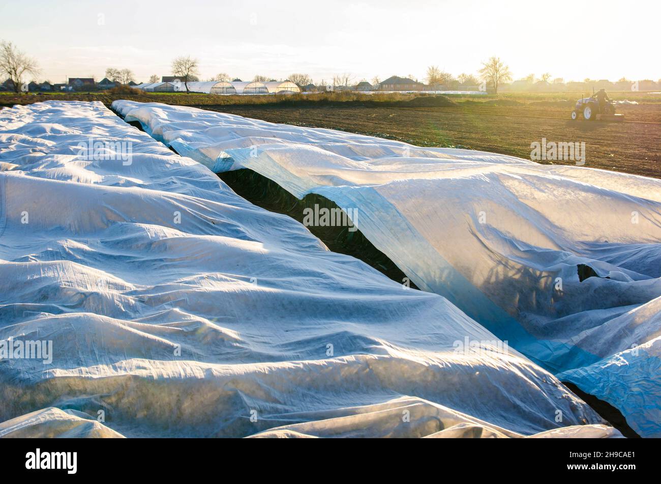 Lauch-Plantage bedeckt mit weißen Spinnvliesfasern auf einem Farmfeld. Schutz der nicht geernteten Ernte vor Nachtfrost und kaltem Wetter. Gewächshaus e Stockfoto
